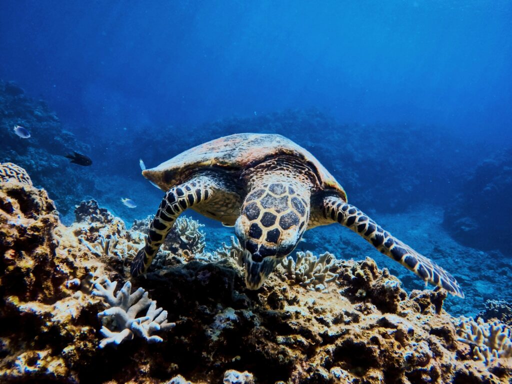 Plongée et rencontre avec les tortues d'Okinawa