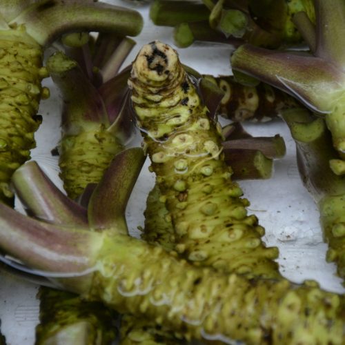 Visite et dégustation des plantations de wasabi