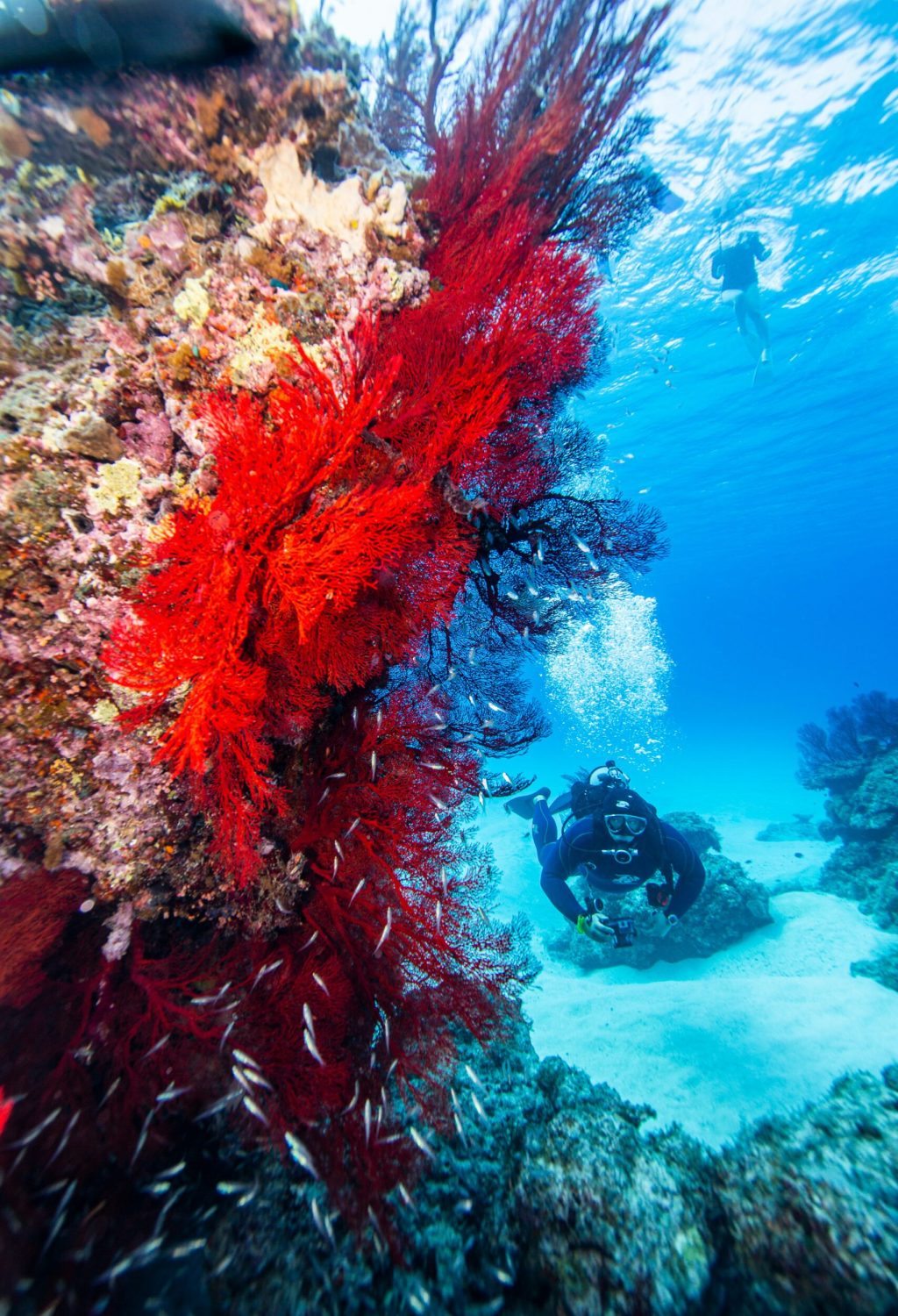 Découverte des fonds marins à Okinawa grâce à une activité de plongée
