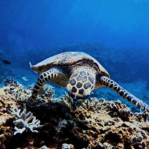 Snorkeling et plongée