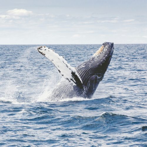 Observer les baleines